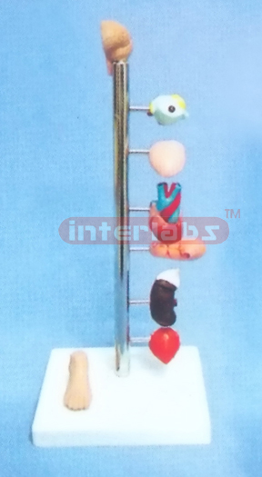 BIG VERTICAL DIABETES MODEL - BRAIN, EYE, TONGUE, HEART, STOMACH, KIDNEY, SUPERRENAL GLAND & FOOT